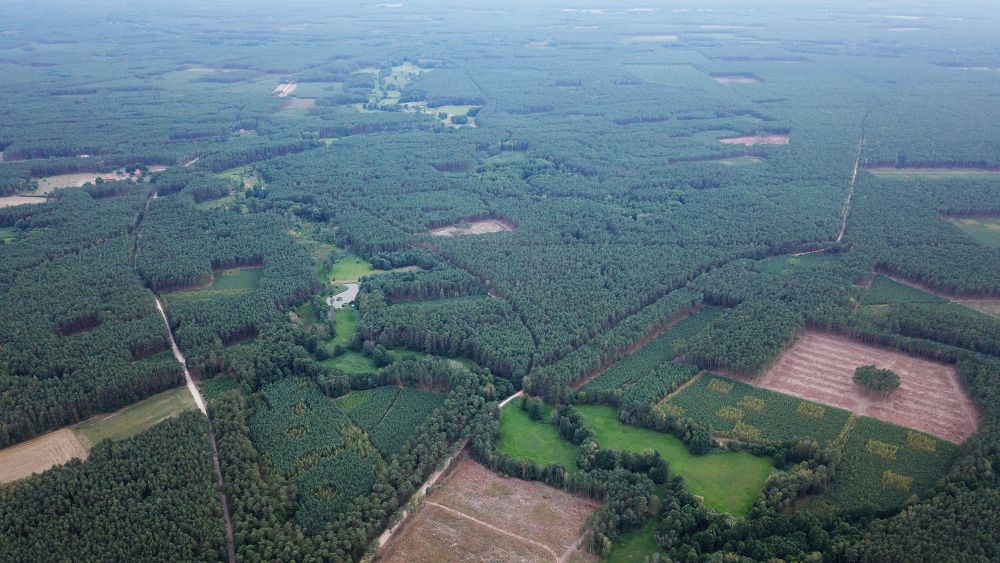 obrazek lasów z drona